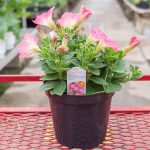 Petunia – Sweetunia Strawberry Morning