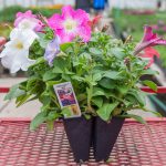 Petunia – Tritunia Mix