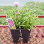 Portulaca – Sundial Peppermint