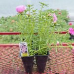 Portulaca – Sundial Pink