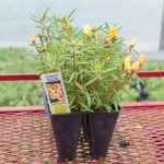 Portulaca – Sundial Yellow