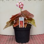 Rex Begonia – Autumn Embers