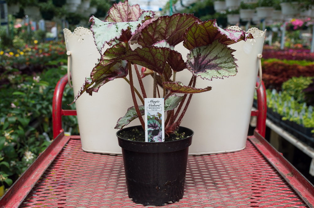 Rex Begonia – Can Can | Medary Acres