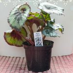 Rex Begonia – Escargot