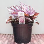 Rex Begonia – Flamenco