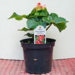 Rieger Begonia – Carneval