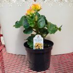 Rieger Begonia – Eva