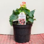 Rieger Begonia – Netja Dark