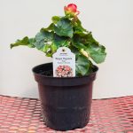 Rieger Begonia – Peggy