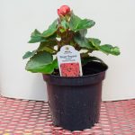 Rieger Begonia – Veronica