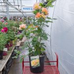 Rosa – Morden Sunrise Rose