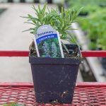 Rosemary – Tuscan Blue