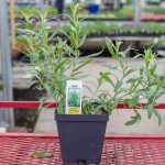 Russian Tarragon