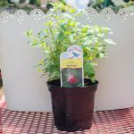 Salvia Microphylla – Hot Lips