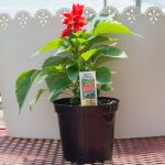 Salvia – Salsa Scarlet