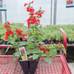 Salvia – Summer Jewel Red