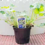 Scented Geranium – Coconut