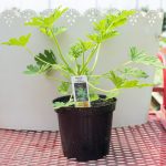 Scented Geranium – Mosquito Plant Citronella