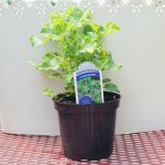 Scented Geranium – Strawberry