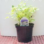 Scented Geranium – Variegated Nutmeg