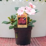 SunPatiens – Compact Blush Pink