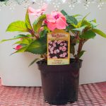 SunPatiens – Compact Coral Pink