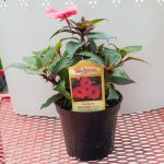 SunPatiens – Compact Deep Rose