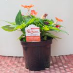 SunPatiens – Compact Electric Orange