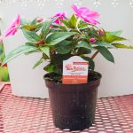 SunPatiens – Compact Lilac