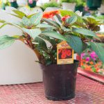 SunPatiens – Compact Orange