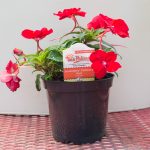 SunPatiens – Compact Red