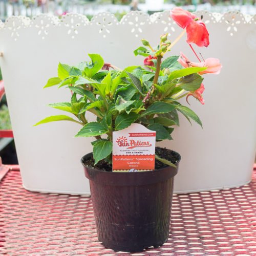 Sunpatiens Spreading Pink Flash Medary Acres