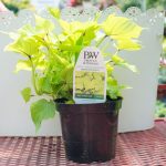 Sweet Potato Vine – Sweet Caroline Bewitched Green With Envy