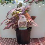 Sweet Potato Vine – Sweet Caroline Bronze