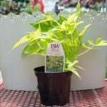 Sweet Potato Vine – Sweet Caroline Light Green