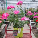 The Pink Knock Out Rose