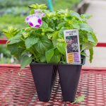 Torenia – Duchess Mix