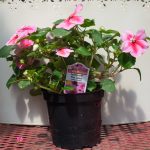 Trailing Impatiens – Spellbound Pink Splash