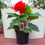 Tuberous Begonia – Go-Go Orange