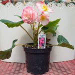 Tuberous Begonia – Go-Go Rose