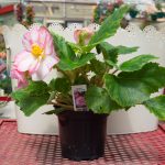 Tuberous Begonia – Go-Go Rose Bicolor