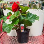 Tuberous Begonia – Go-Go Scarlet