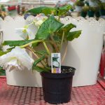 Tuberous Begonia – Go-Go White