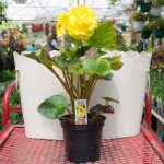 Tuberous Begonia – Go-Go Yellow