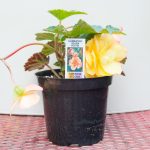 Tuberous Begonia – Illumination Golden Picotee