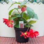 Tuberous Begonia – Illumination Rose