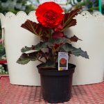 Tuberous Begonia – Non-Stop Mocca Deep Orange