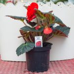 Tuberous Begonia – Non-Stop Mocca Scarlet