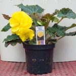 Tuberous Begonia – Non-Stop Mocca Yellow