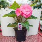 Tuberous Begonia – Non-Stop Pink